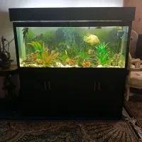 آکواریوم بزرگ معاوضه با شاه طوطی