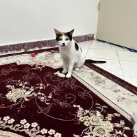 اگهی واگذاری رایگان