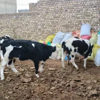 ۵راس گوساله ماده یک راس سمینتال ۴راس هولشتاین|حیوانات مزرعه|تاکستان, |دیوار