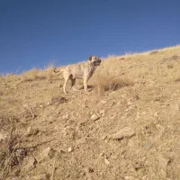 سگ جوان و گله ای و نگهبان