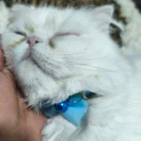 گربه اسکاتیش پرشین .صورت تخت گوش کوتاه. سفید|گربه|بندرعباس, |دیوار
