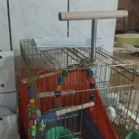 طوطی ملنگو|پرنده|خرمشهر, |دیوار