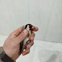 سه عدد سهره نر|پرنده|نقده, |دیوار