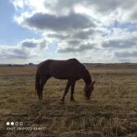 اسب جوان|اسب و تجهیزات اسب‌سواری|اهر, |دیوار