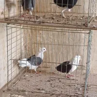 کبوتر بلندپرواز|پرنده|آران و بیدگل, |دیوار