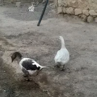 غاز|حیوانات مزرعه|زاغه, |دیوار