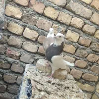 طوقی دمسفیددمسیاه سینه ای کله الماسی سرخ کاشونی|پرنده|مبارکه, |دیوار