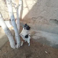 سگ پا کوتاه