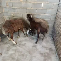گوسفند فروشی