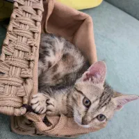 واگذاری بچه گربهDSH