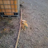 پاکوتاه خوشگل