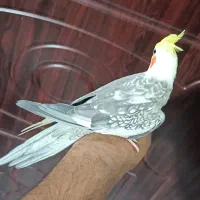 عروس هلندی پروانه ای سخنگو دستی