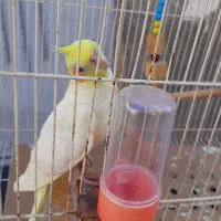 عروس هلندی جفت سرحال