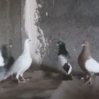 دوعدد دورنگ ماده.طوقی کاغذی ماده.یهودی هفترنگ نر..|پرنده|قزوین, |دیوار