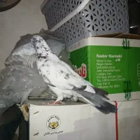 ۲عدد کبوتر بالارو|پرنده|سنندج, |دیوار