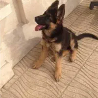 طوله ژرمن شولاین ۵ ماهه