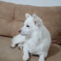 سگ پامر به قیمت