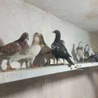 20 عدد کبوتر پلاکی خوشرنگ جوجه سه چهار پره