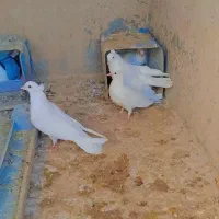 کبوتر سفیددمگیر دمدارکاکل|پرنده|برخوار, |دیوار