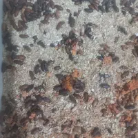 سوسک تاریکی (پرورش لارو میلورم)