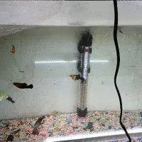 بچه ماهی گوپی|ماهی|شاهرود, |دیوار