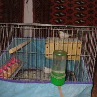 ی جفت فنج نرماده باقفس با کل وسایلش|پرنده|محمدیه-قزوین, |دیوار