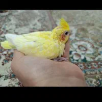 عروس هلندی خرشیدی