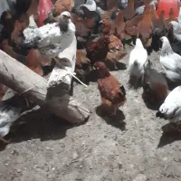 مرغ محلی تخم گذار|حیوانات مزرعه|مرادلو, |دیوار