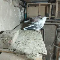 کبوتر عالی  خال