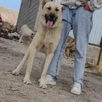 واگذاری سگ عراقی