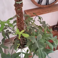 میز بار فروشی|بوفه، ویترین، کنسول|تربت جام, ترکمن ها|دیوار