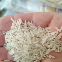 برنج طارم و شیرودی|خوردنی و آشامیدنی|قم, انسجام|دیوار