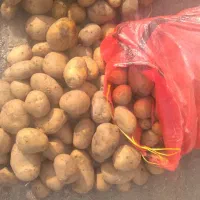 خرید وفروش سیب زمینی|خوردنی و آشامیدنی|بهار, |دیوار