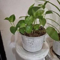 عروسک|اسباب‌‌بازی|نورآباد, |دیوار