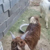 کهره نر|حیوانات مزرعه|علامرودشت, |دیوار