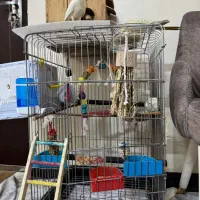 عروس هلندی نر و ماده|پرنده|تهران, افسریه جنوبی|دیوار