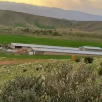 مرغداری فروش یا جاره از برج دو ۴۰۵