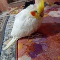 عروس هلندی نر