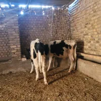 حیوانات|حیوانات مزرعه|قزوین, |دیوار