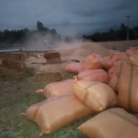 کاه گندم خورد شده