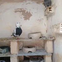 فروش کبوتر چتن سیاه  و موشی و ....