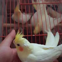 3 تا عروس هلندی ۶۰ روزه|پرنده|شوشتر, |دیوار