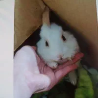 گمشده|حیوانات|سنندج, |دیوار