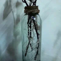 پیچک با گلدون|گل و گیاه طبیعی|اهواز, شریعتی جنوبی|دیوار