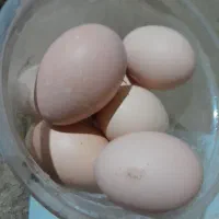 تخم مرغ لاری