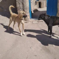 سگ گله