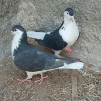کفتر