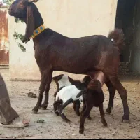 بز کامورای سه چهارقلو زا|حیوانات مزرعه|شوشتر, |دیوار