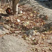 ۱۴ عدد مرغ تخم گذار سالم