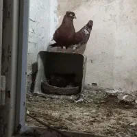 کبوتر سرخ